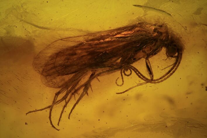Detailed Fossil Caddisfly (Trichopterae) In Baltic Amber #102789